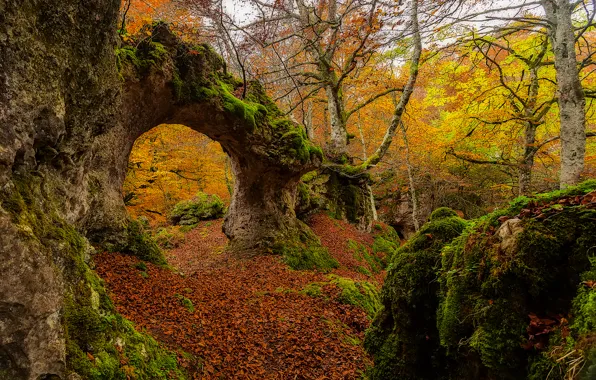 Осень, лес, листья, деревья, Испания, Страна Басков, Urabain