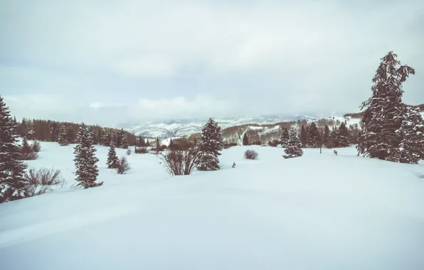Trees, winter, snow, hills