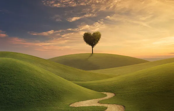Поле, небо, трава, любовь, дерево, сердце, love, field