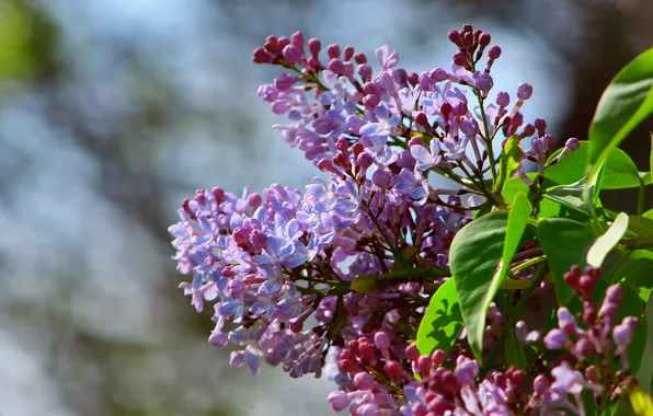Flower, spring, lilac