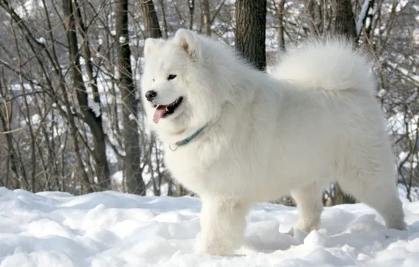 Язык, белый, снег, деревья, фон, собака, Samoyed, Самоед