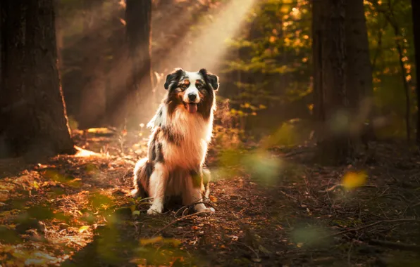 Осень, лес, взгляд, друг, собака