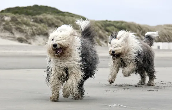 Собаки, пляж, бег