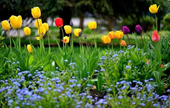 Картинка весна, тюльпаны, клумба