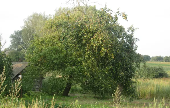 Зелень, деревня, Яблоня