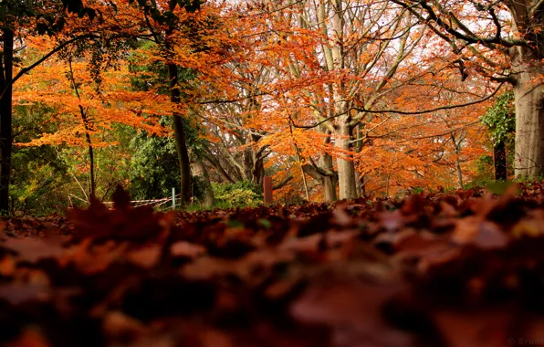 Картинка осень, лес, листва, colors, forest, Autumn, leaves, fall