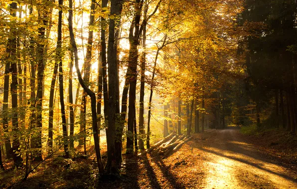 Дорога, осень, лес, forest