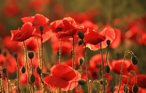 Цветы, маки, Тамань