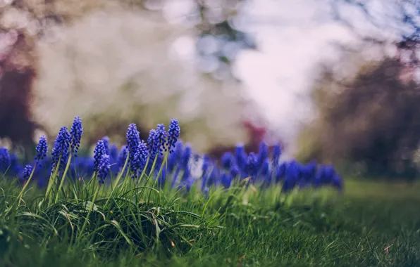 Трава, цветы, природа