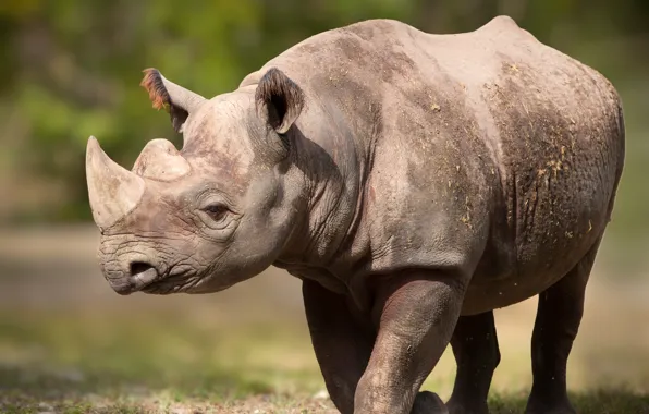 Horns, rhinoceros, pose