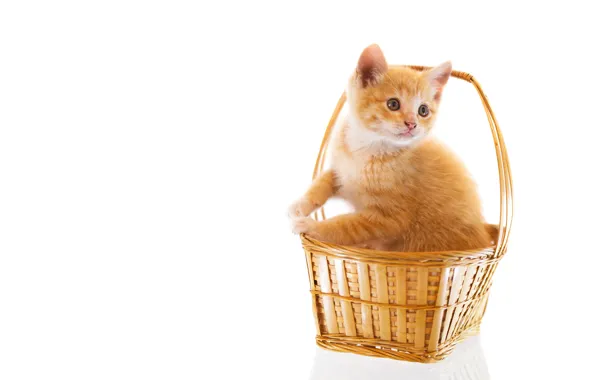 Кошка, взгляд, поза, котенок, лапки, рыжий, белый фон, мордашка