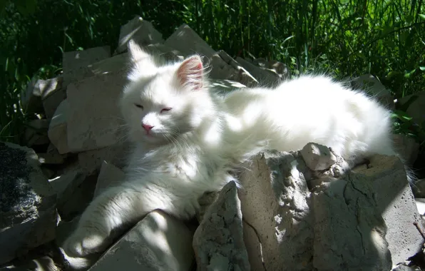 Белый, трава, кот, кирпичи, солнечно