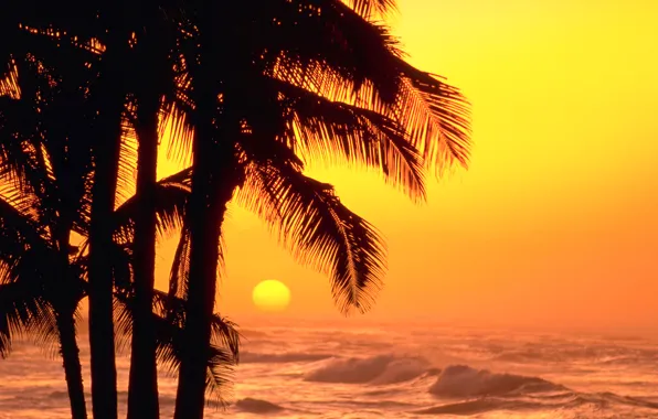 Картинка море, волны, небо, солнце, закат, пальмы, силуэт