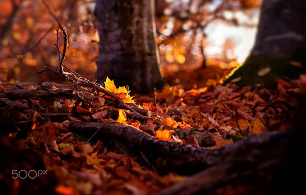 Осень, лес, природа, листва