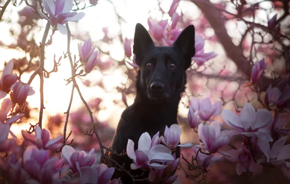 Природа, друг, собака