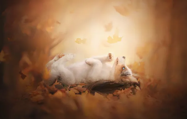Картинка осень, листья, щенок, боке, пёсик, Австралийская овчарка, Аусси