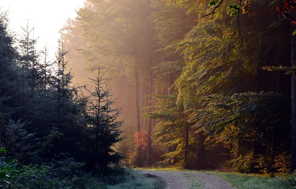 Дорога, лес, пейзаж, утро