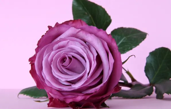 Цветок, фиолетовый, роза, rose, flower, purple, violet
