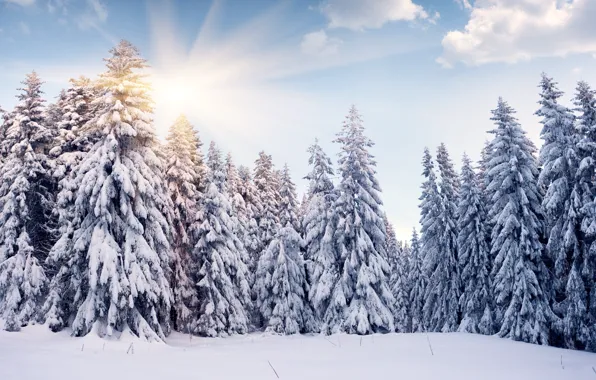 Картинка зима, солнце, облака, снег, ёлки