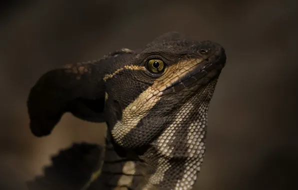 Природа, ящерица, василиск, Jezus Christ Lizard, Basiliscus basiliscus