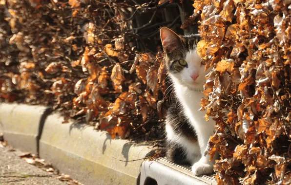 Картинка осень, кошка, взгляд, кусты, котейка, засохшие листья