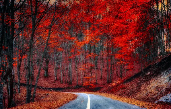 Дорога, осень, лес, листья, деревья, багрянец