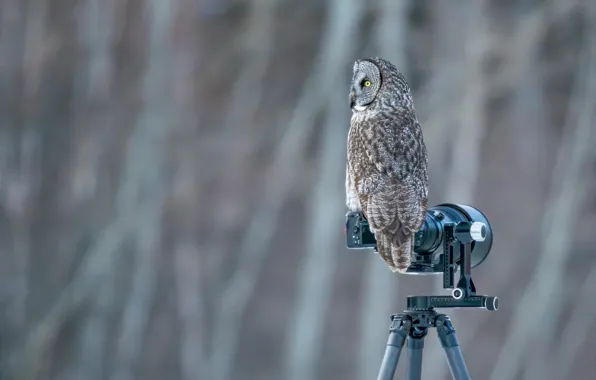 Фон, сова, птица, боке, фотокамера, неясыть