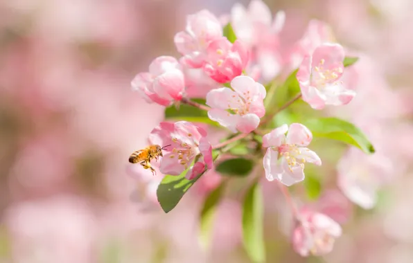 Картинка макро, вишня, пчела, цветение, цветки, боке
