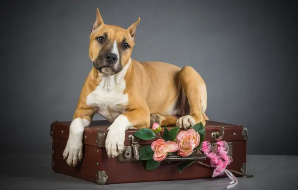 Картинка друг, собака, чемодан, пёс
