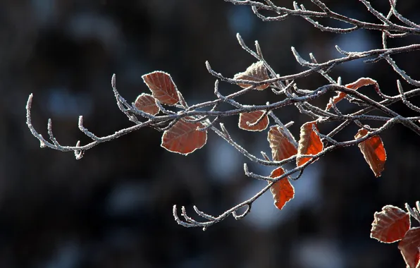 Листья, макро, ветки, природа