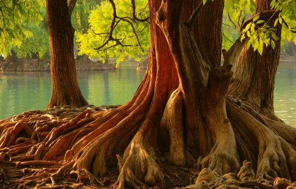 Картинка деревья, корни, водоем