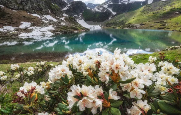 Цветы, горы, рододендроны
