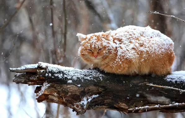 Зима, кошка, кот, взгляд, снег, ветки, природа, поза