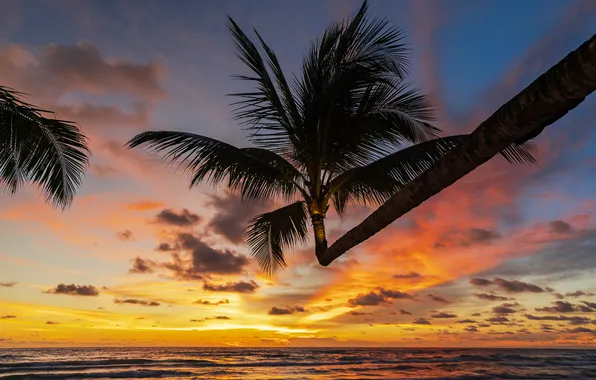 Море, пляж, лето, небо, пальмы, summer, beach, sea