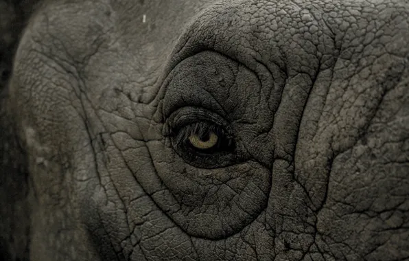 Rhino, eye, wrinkles
