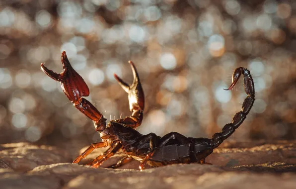Scorpion, calipers, defensive position