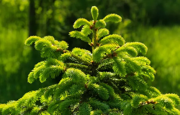 Green, spruce, twigs