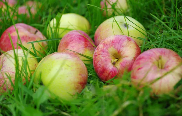 Картинка трава, яблоки, плоды