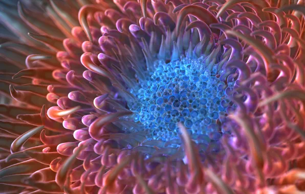 Щупальца, render, macro, anemone