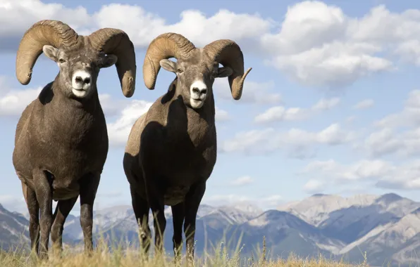 Landscape, animal, buffalo