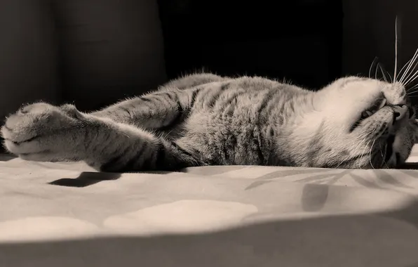 Картинка кошка, усы, отдых, лапа, лежит