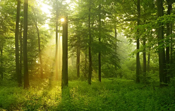 Картинка лес, трава, деревья, солнечные лучи, кустарники
