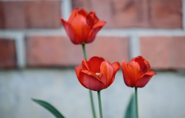 Цветы, красный, лепестки, тюльпаны