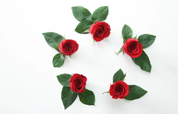 Розы, красные, wallpaper, red, бутоны, flowers, beautiful, roses
