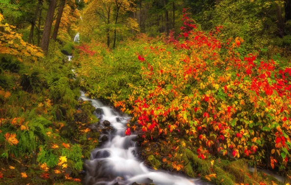 Картинка осень, лес, ручей, Орегон, кусты, Oregon, Columbia River Gorge, Ущелье реки Колумбия