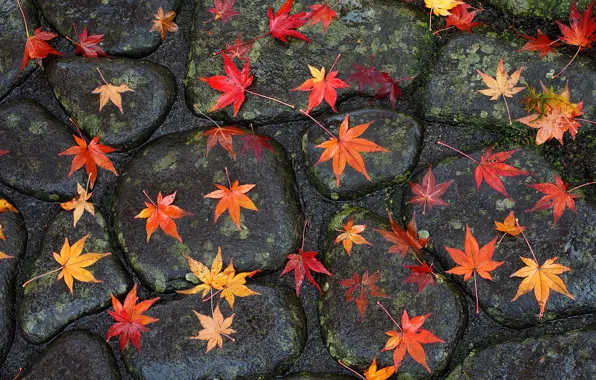 Картинка дорога, осень, листья, камни, мостовая