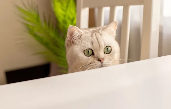 Кошка, белый, кот, взгляд, поза, стол, растение, стул