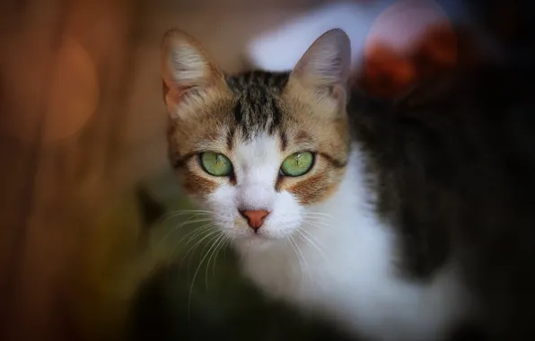 Картинка кошка, взгляд, мордочка, боке