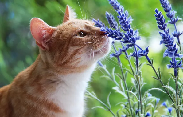 Картинка кошка, лето, кот, взгляд, морда, цветы, природа, зеленый