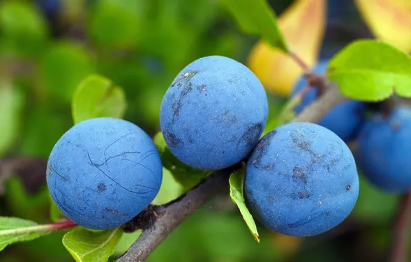 Ягоды, ветка, слива колючая, терн, prunus spinosa